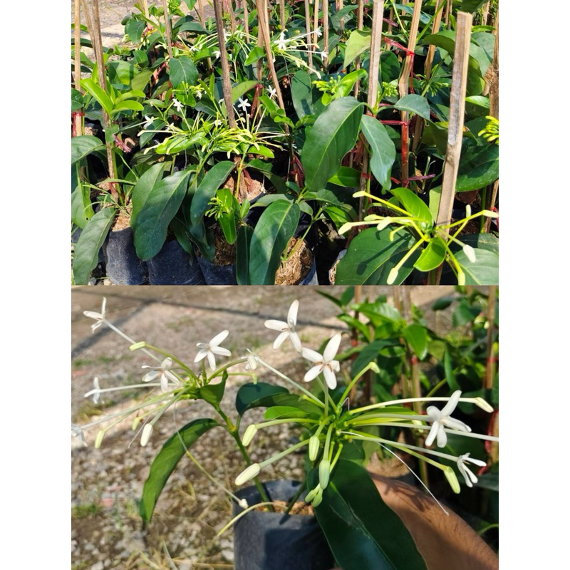 ต้นพุดบุญรักษา ดอกออกตลอดปี กลิ่นหอมมาก ปลูกดูแลง่าย - รูปที่ 3