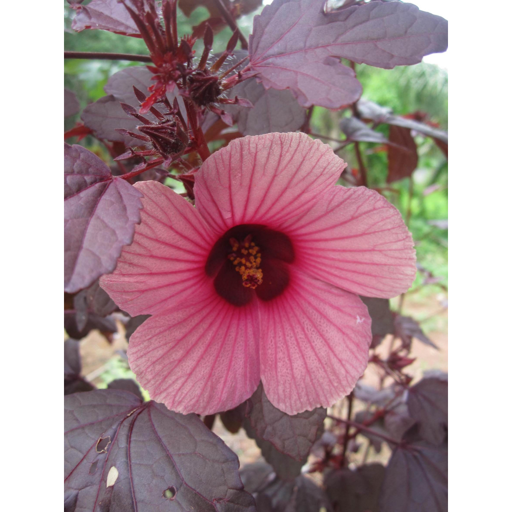 ต้นพันธุ์ ชบาเมเปิ้ล 39บาท  สมุนไพร สรรพคุณมากมาย ชบาเมเปิ้ล (Cranberry Hibiscus) ดอกสีแดง ต้นสีแดง ใบสีแดง
