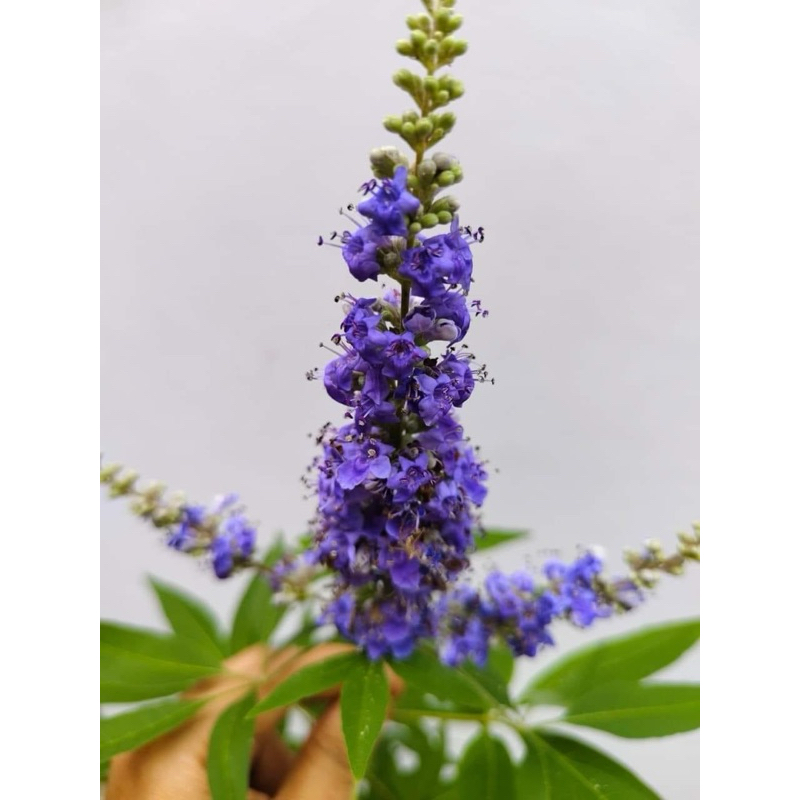 ต้นไวเท็กซ์/ Chaste Berry/ไวเท๊กซ์ แอกนัส แคสตัส (Vitex) (Vitex Agnus-Castus) ไซด์เล็ก เป็นไม้โตไวแล