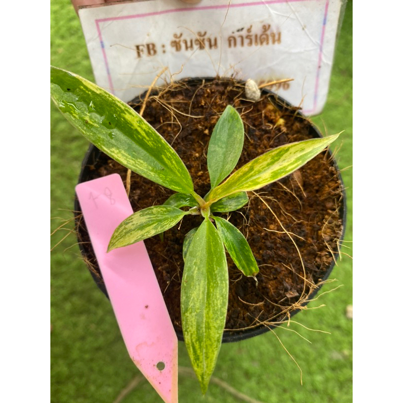 พิณนาคด่าง Philodendron caramel marble variegated 🌿ต้นที่ส่ง คือ ต้นในรูป📌ไม่ต้องอบต่อ