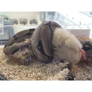 [ส่งทันที] ลูกเจี๊ยบแช่แข็ง Frozen Chicks โปรตีนสูง แพ็ค 20 ตัว อาหารงู นกเหยี่ยว กิ้งก่า Exotic Pet