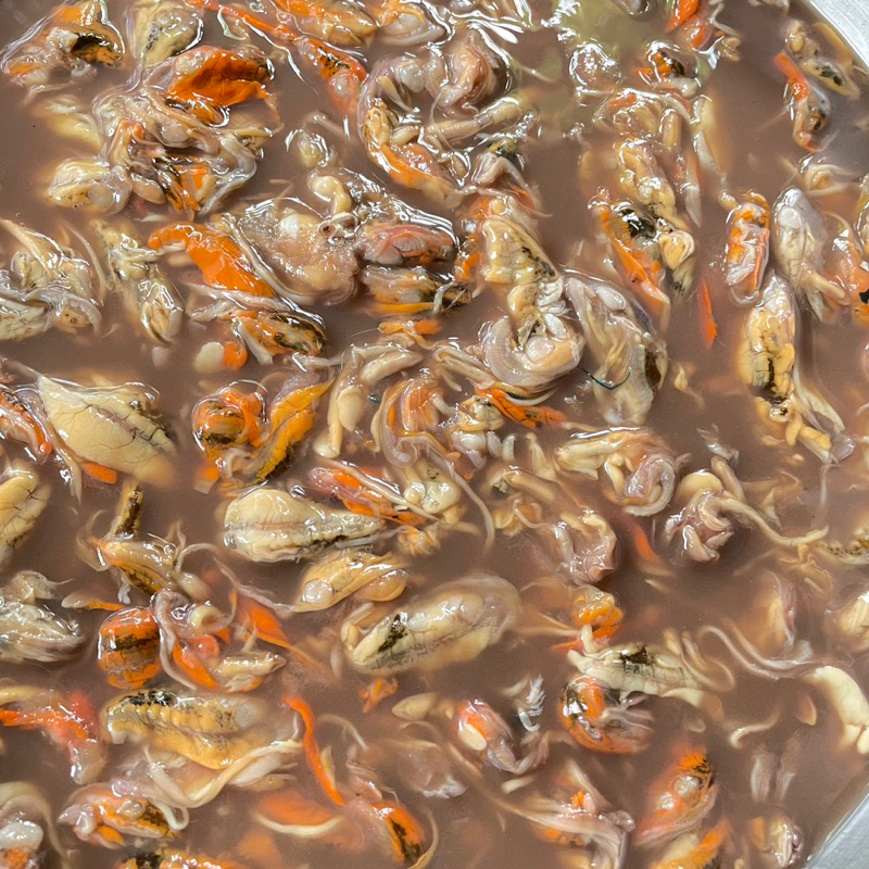 หอยดองเเม่กลองเเบบไม่ใส่สี บรรจุถุง1กิโล