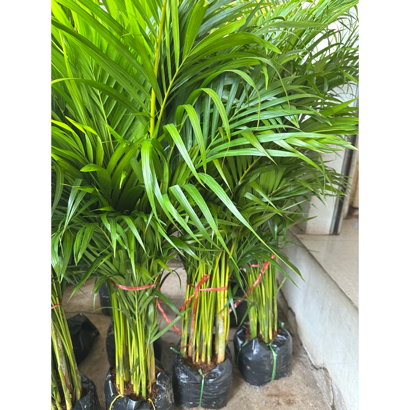 ต้นหมากเหลือง Areca palm ช่วยฟอกอากาศ ส่งแบบถุงดำ(1ออเดอร์สั่งได้1หรือ2ต้นท่านั้น) - รูปที่ 3