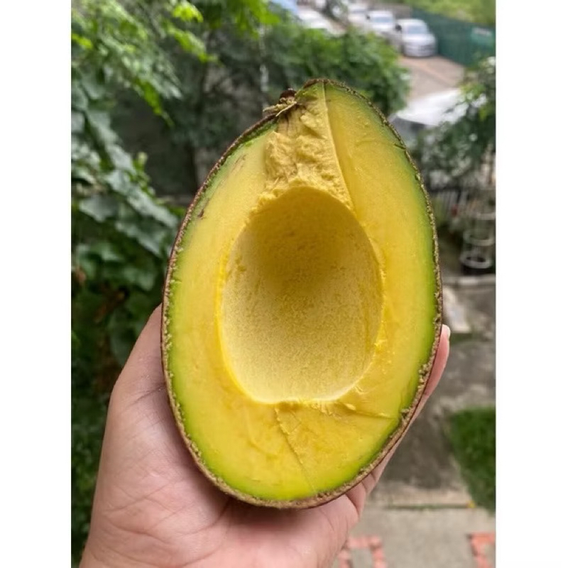 อะโวคาโด้พันธุ์พื้นเมืองขนาด 2-3 ลูก/โล ขายเป็นกิโล