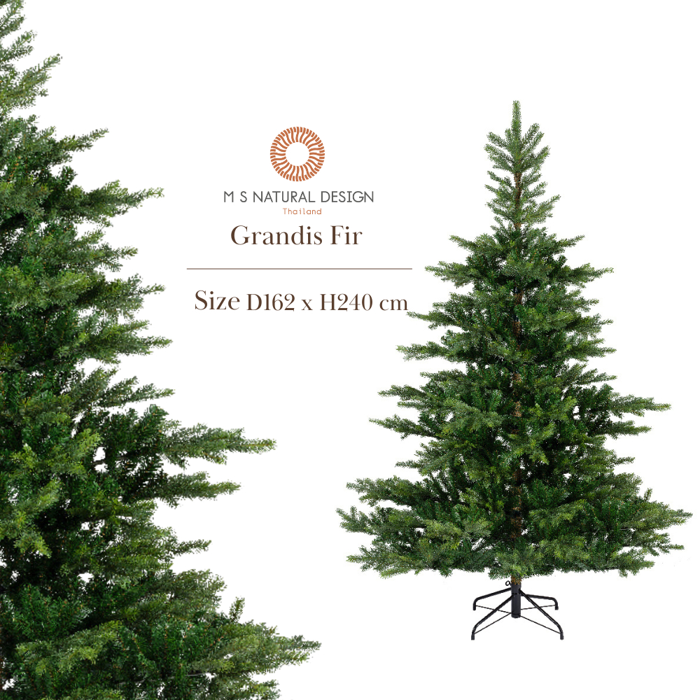 9681453 Christmas Tree Grandis fir (D162 x H240 cm.) - Artificial Christmas Tree ต้นคริสต์มาส