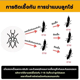 กำจัดนางพญาปลวก มด 1ลิตร ตายยกรัง