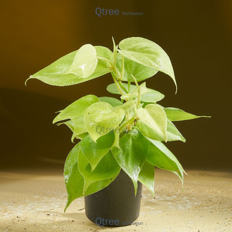พลูบราซิลเลม่อน ใบเหลืองนุ่มนวลอ่อนโยน PHILODENDRON HEDERACEUM 'LEMON LIME'