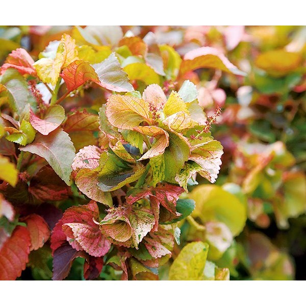 ต้นหูปลาช่อน Copper Leaf ไม้พุ่มขนาดกลาง Patsorntree