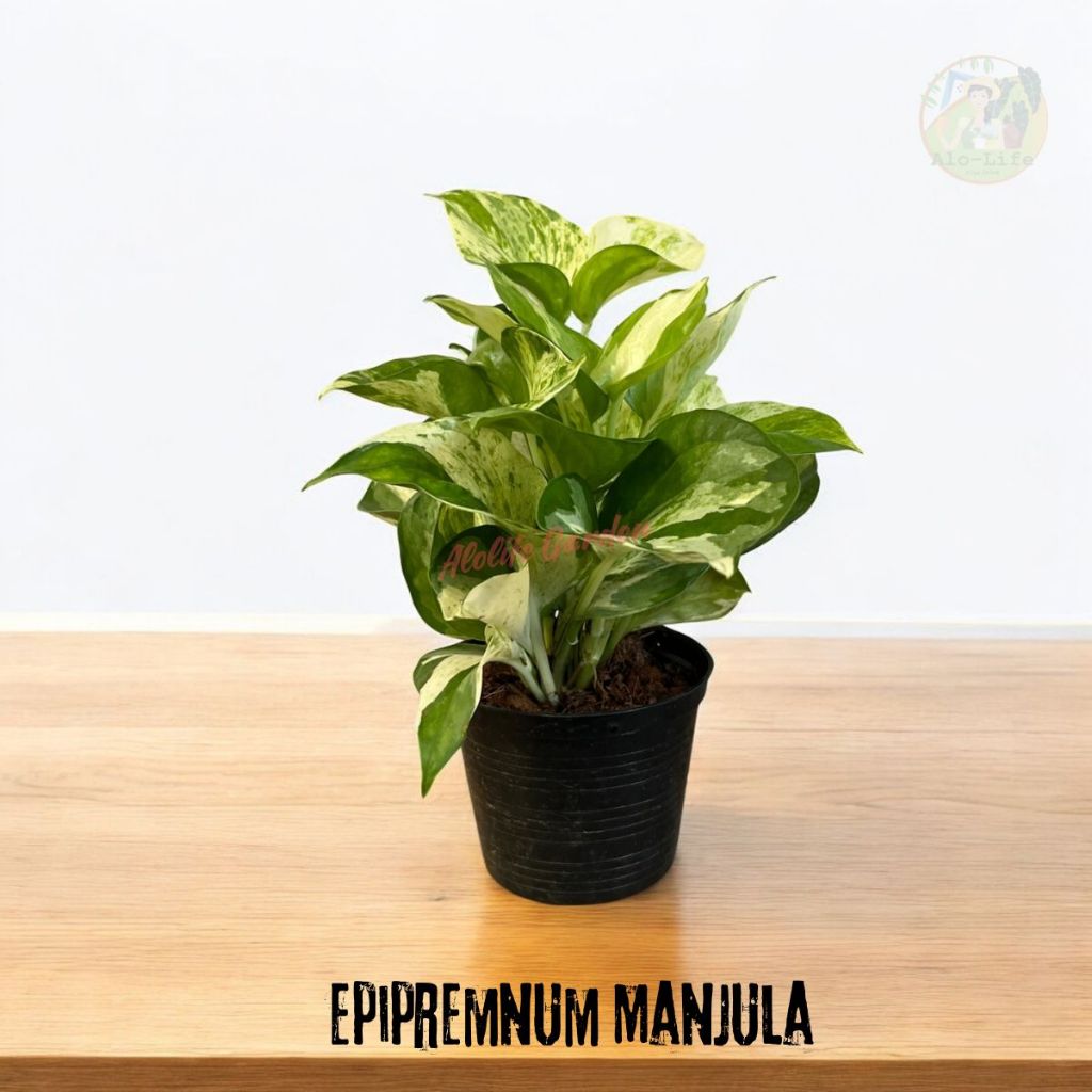 พลูแอปเปิ้ล (Epipremnum Manjula) กระถาง 4 นิ้ว 🌱