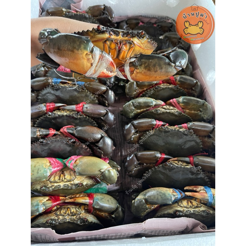 ปูดำไข่แน่น🦀ปูดำเนื้อ ถูกที่สุด‼️รับประกันความสดจากทะเลจันทบุรี