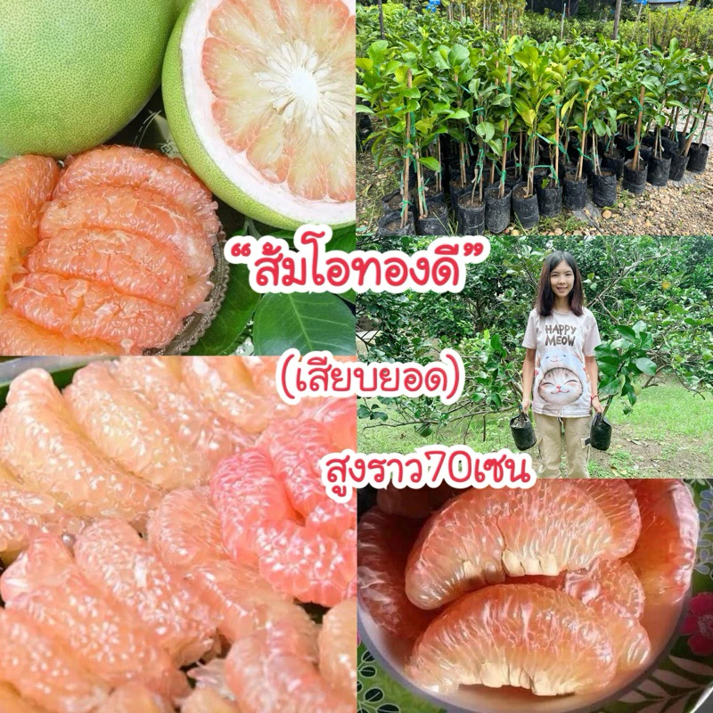 #ต้นส้มโอทองดี เสียบยอด สูงราว 60-80 เซน ให้ผลไว1-2 ปี