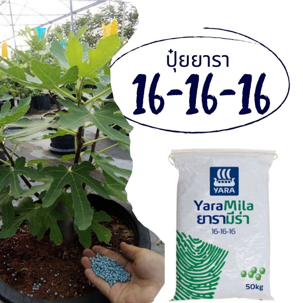 ปุ๋ยยารามีร่า 16-16-16 บำรุงต้น ใบดอก และผล