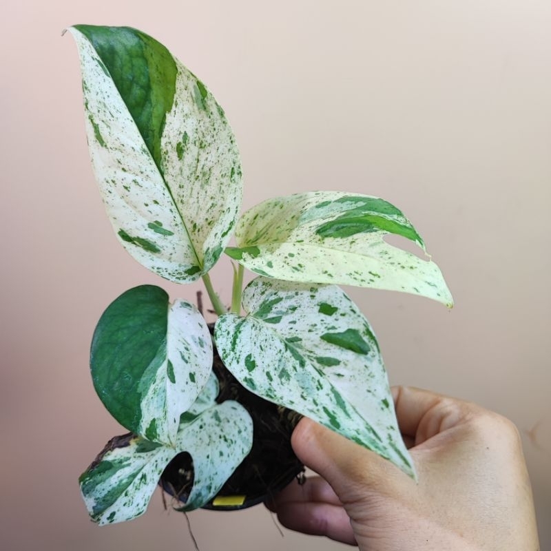 อิพิมาร์เบิ้ล Epipremnum Pinnatum Marble รากแข็งแรงแล้ว