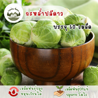 ราคาถูกที่สุด กะหล่ำปลีดาว 50 เมล็ด