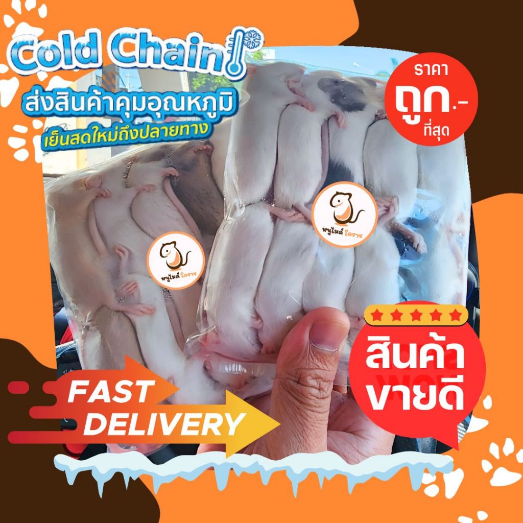 [ถูกที่สุด] หนูไมค์แช่แข็ง หนูเหยื่อ หนูแช่แข็ง ราคาถูกที่สุด จัดส่งไว