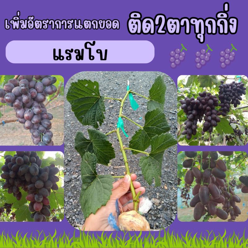 กิ่งองุ่นติด2ตา สายพันธุ์แรมโบ