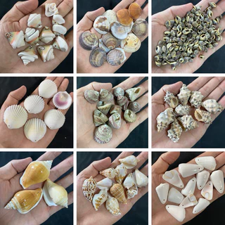 หอยเจาะ 50 ชนิด DIY วัสดุงานฝีมือเปลือกหอย 50g DRILLED seashells สำหรับตกแต่งสวน