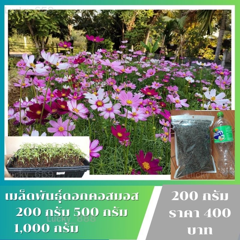 สินค้าส่งเร็ว คอสมอส​ เมล็ดดอกคอสมอส ขนาด 200 กรัม 500 กรัม 1,000 กรัม