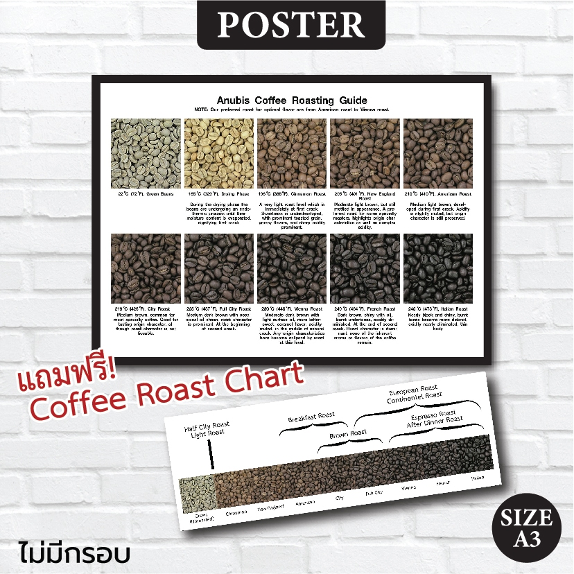 โปสเตอร์ เมล็ดกาแฟ Coffee Bean การคั่วกาแฟ Poster Coffee Roast Guide แถมฟรี Coffee Roast Chart