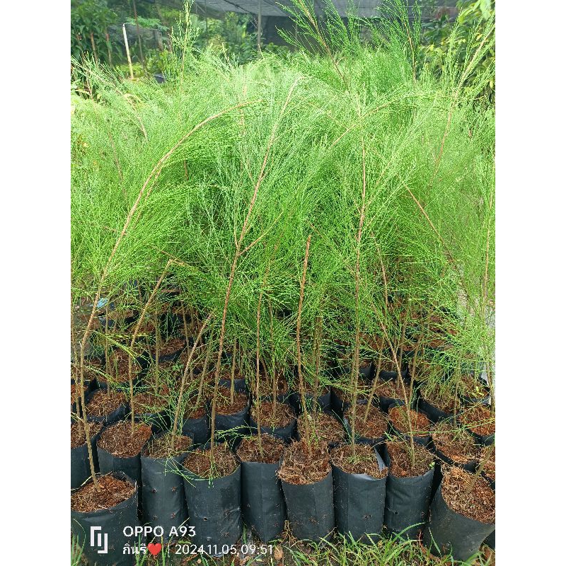 ต้นสนประดิพัทธ์ หรือสนทะเล เป็นไม้ที่ปลูกง่าย โตเร็ว ขนาดต้นสูง90-100ซม.ส่งทั้งถุงชำ