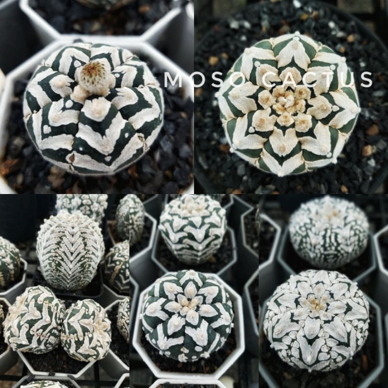 เมล็ด แอสโตร V-type วี คัดแม่วีสวยๆ 40 เมล็ดต่อชุด เมล็ดเก็บใหม่