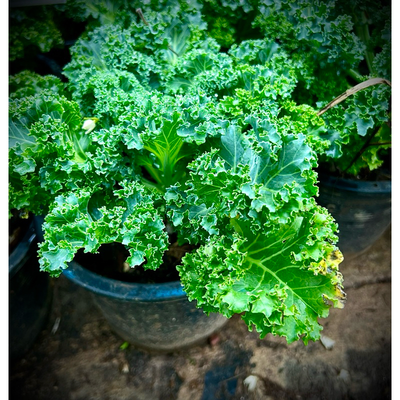 Organic Curly Kale Yokohama ต้นเคลใบหยิก สายพันธุ์โยโกฮาม่า ราชินีผักใบ ผักปลอดสารพิษ ลำต้นแข็งแรง พร้อมรับประทาน