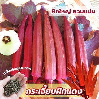 เมล็ดพันธุ์กระเจี๊ยบฝักแดง คัดเมล็ดสดใหม่อัตรางอกสูง ซองละ 30 เมล็ด