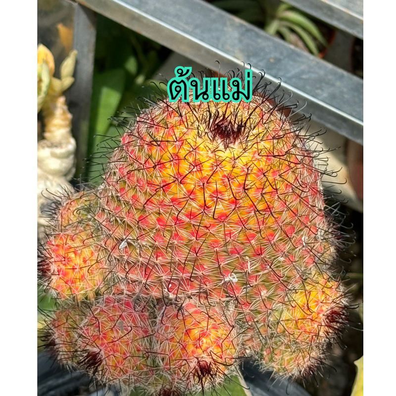 แมมแก้มแหม่ม สีแดงนีออน Mammillaria bineckeii cactus กระบองเพชร แคคตัส กระถาง3นิ้ว
