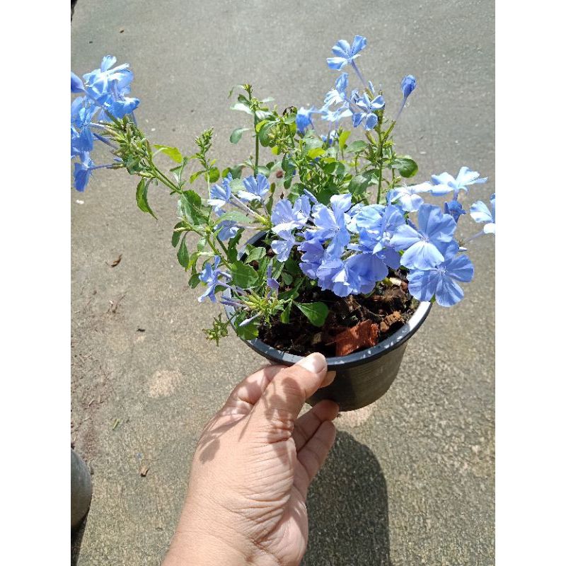 พยัคหมอกติดดอกทุกกระถาง 🪴🪴🌸