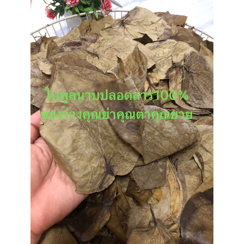 พลูนาบแห้ง นาบใหม่หอมๆสะอาดปลอดสารพิษ100%(สูตรคุณยาย)