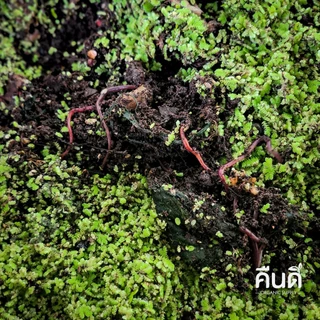 ส่งฟรี ‼️ | มูลไส้เดือน เลี้ยงด้วยปุ๋ยหมักคืนดี (Compost-Fed) = ธาตุอาหารครบ + จุลินทรีย์จากไส้เดือน