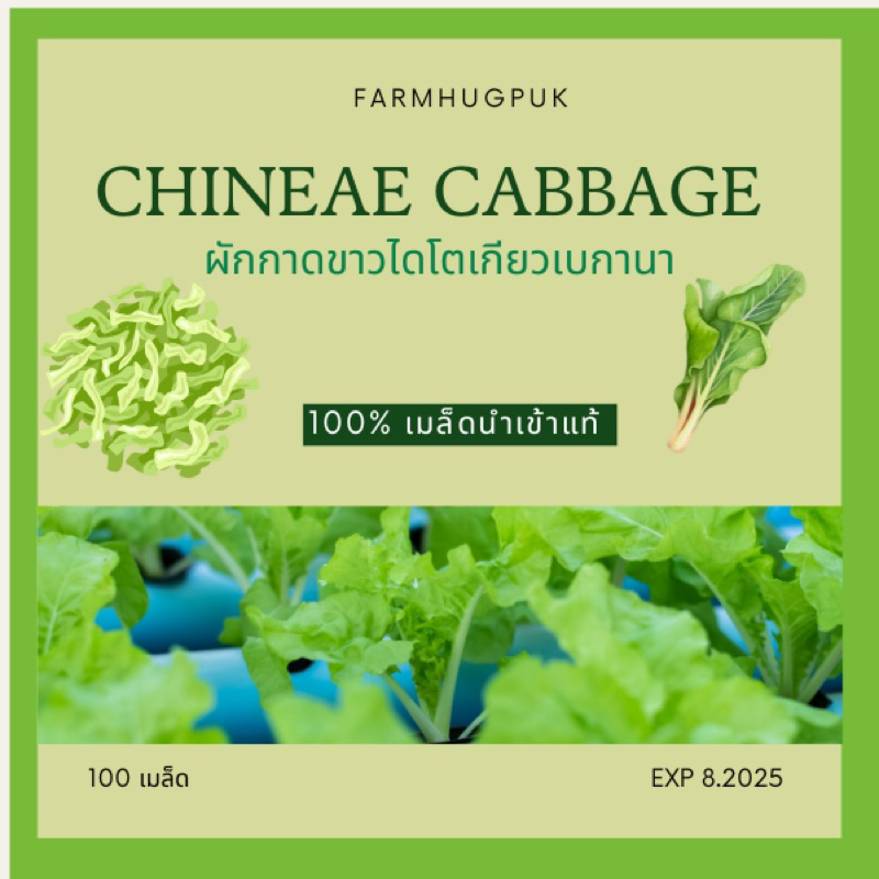 เมล็ดไดโตเกียวผักกาดขาวไดโตเกียว100+เมล็ด