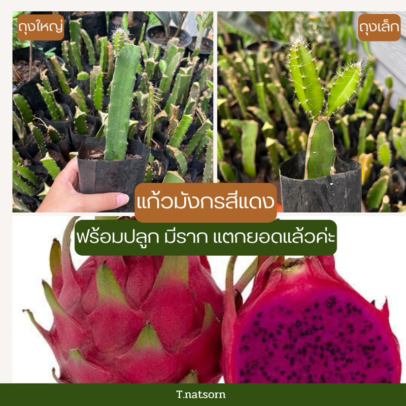 แก้วมังกรสีแดง ส่งแบบถุงเพาะชำมีดิน มีราก แตกยอดใหม่แล้วนะคะ