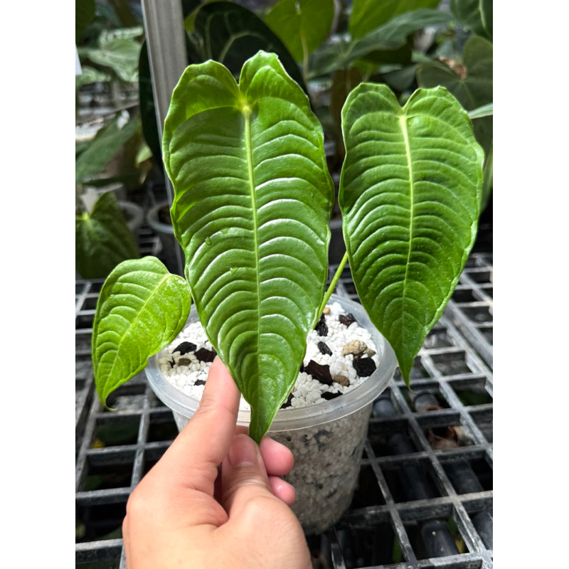 anthurium veitchii super narrow (king super) คิงซุปเปอร์