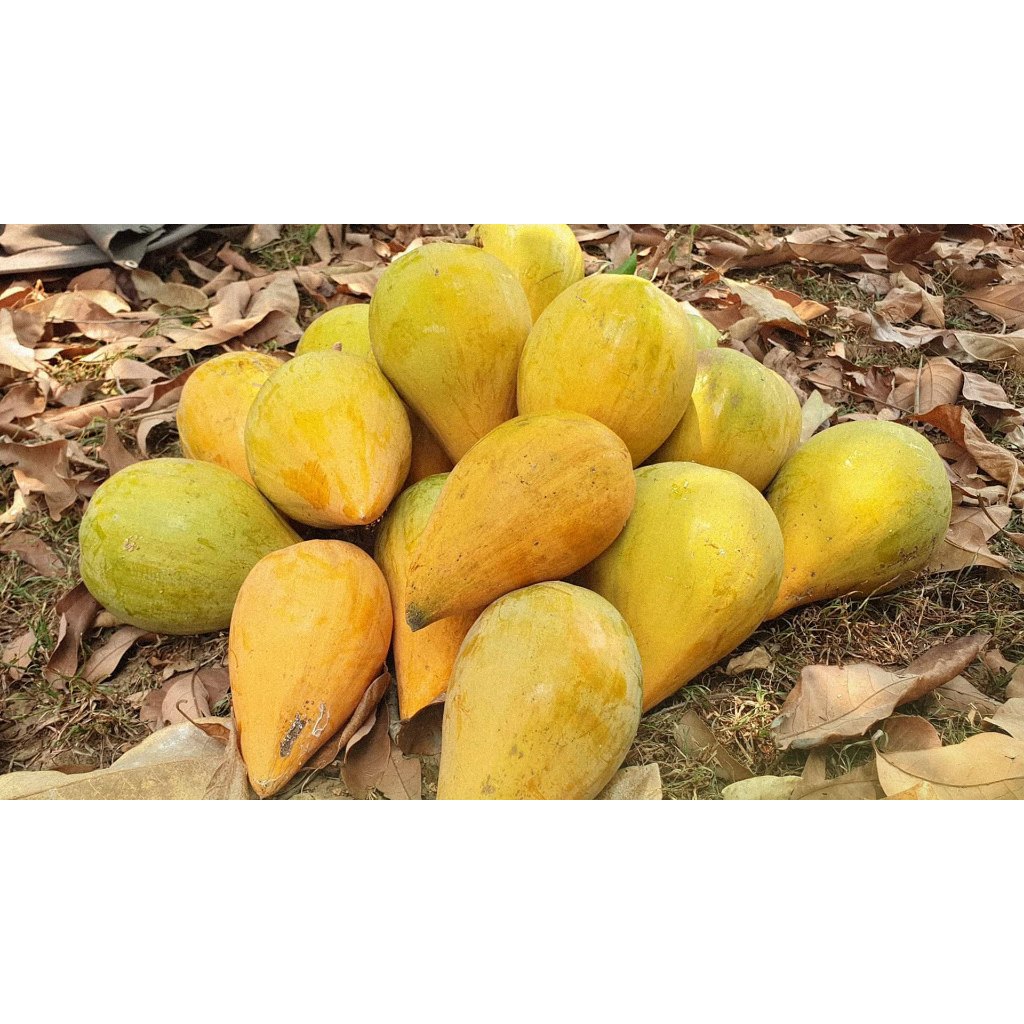 ต้นพันธุ์ เซียนท้อ พร้อมปลูกในถุงดำ 49 บาท ต้นท้อ Egg fruit ลูกท้อ ม่อนไข่ ละมุดอินเดีย
