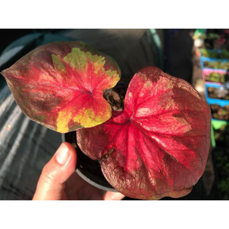 ซันเซ็ทสกาย บอนสีสุดฮอต ป้ายสวยมากต้นแข็งแรง จัดส่งกระถาง4”ทักแชทเพิ่มเติมได้ค่ะ