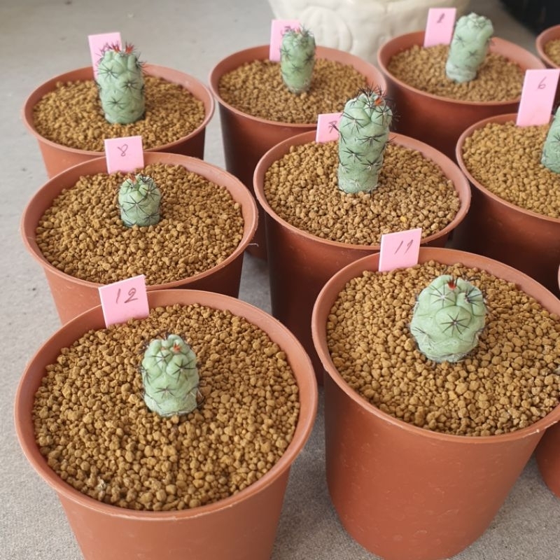 Ortegocactus macdougallii ออรเตโกแคคตัส ออรเตโก ไม้เพาะเมล็ด