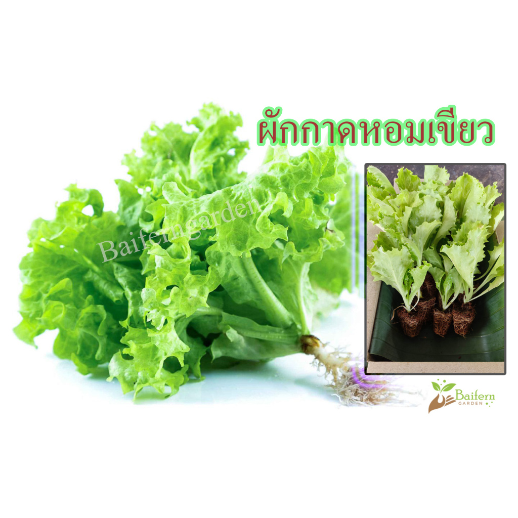 ต้นกล้าผักกาดหอมเขียว/กรีนคอรัล พร้อมปลูกต้นแข็งแรง รากเยอะ