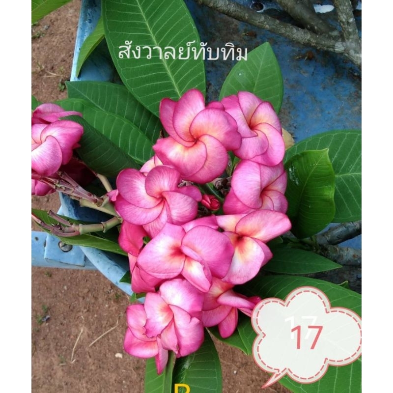 ลีลาวดีมีกลิ่นหอม  ตัดสดชุดละ 2 กิ่ง เลือกสีได้