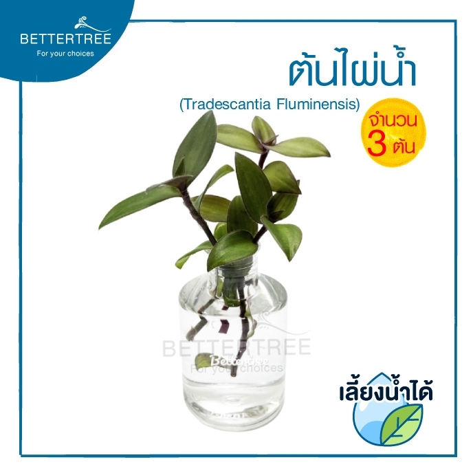 ต้นไผ่น้ำ( จำนวน 3 ต้น ) เลี้ยงน้ำได้ TRADESCANTIA FLUMINENSIS ไผ่น้ำ ไม้สมุนไพร