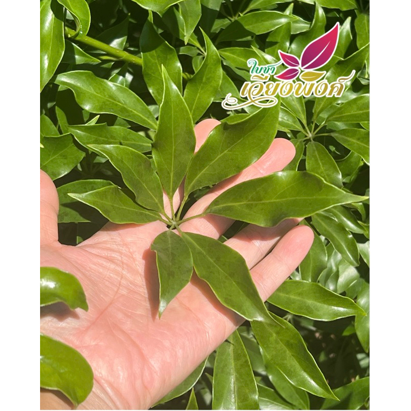 หนุมานประสานกาย ใบสด ชุดละ 20ช่อ 100+ใบ คละไซส์ ออแกนิก ไร้สารเคมีใช้ปุ๋ยคอกเท่านั้น