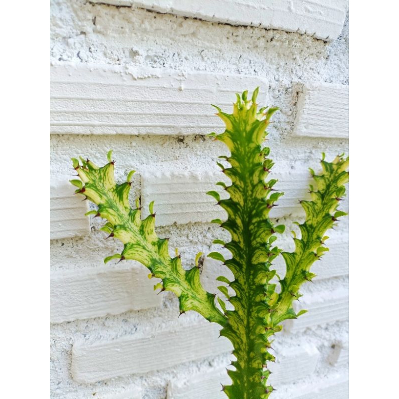 กระบองเพชร ยูโฟร์เบียด่างเขียว สลัดไดด่าง สูง40-50cm. Euphorbia trigona variegata