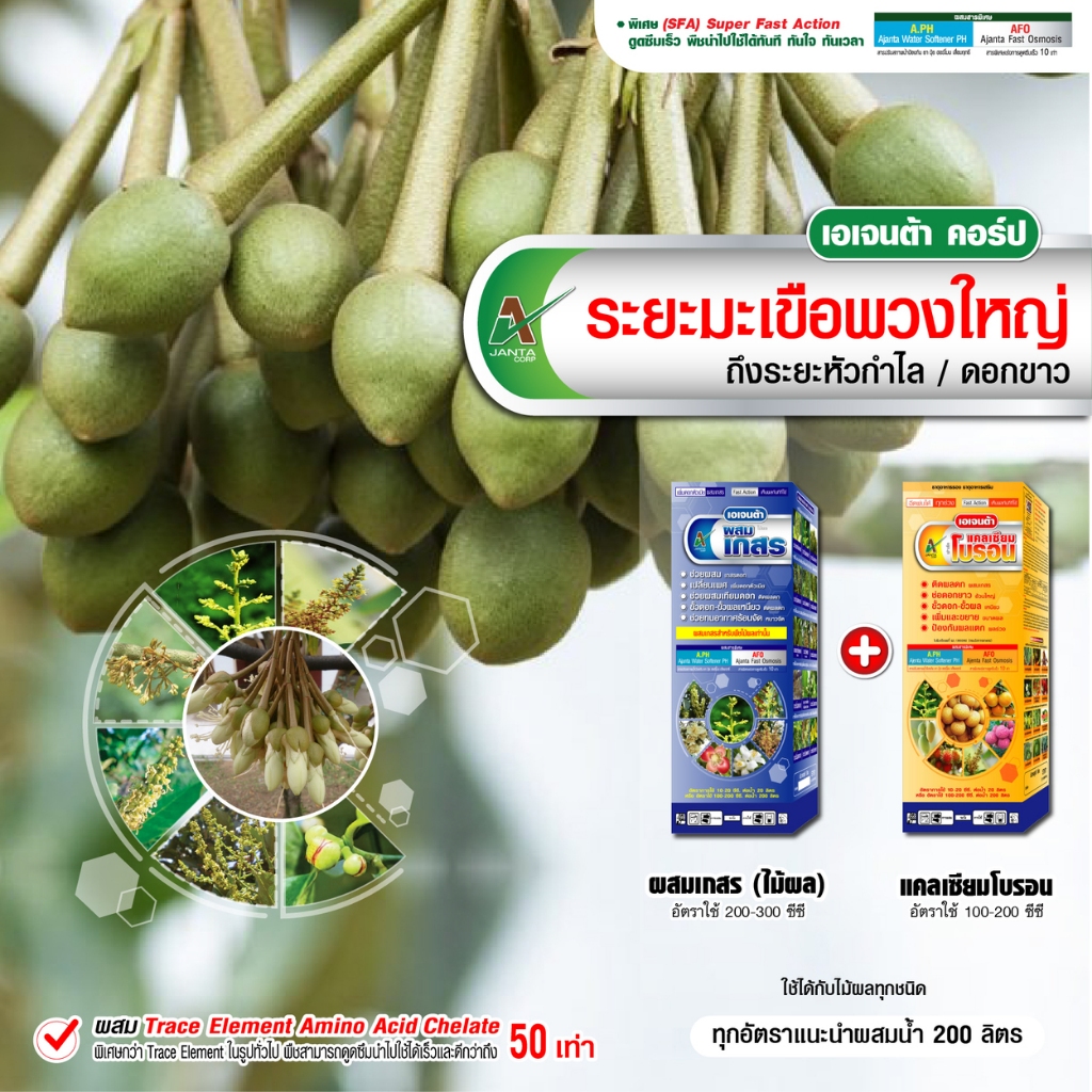 ผสมเกสรทุเรียน ระยะมะเขือพวง หัวกำไล เอเจนต้า ผสมเกสร ติดผลดก ผลดก ออกผลพร้อมกันทั้งต้น (ขนาด 1+1 ลิตร)