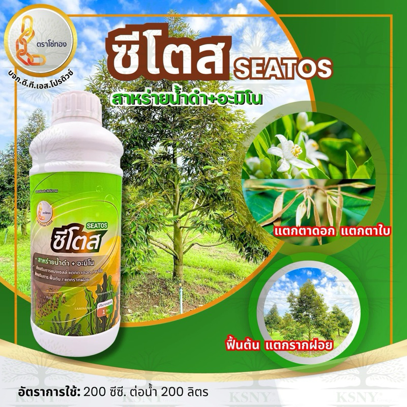 ซีโตส (สาหร่ายน้ำดำ+อะมิโน) ส่งเสริมการแตกตายอด หรือตาใบ เพื่อให้เกิดการสร้างใบใหม่ ส่งเสริมการแตกตาดอกและช่อดอกของพืช
