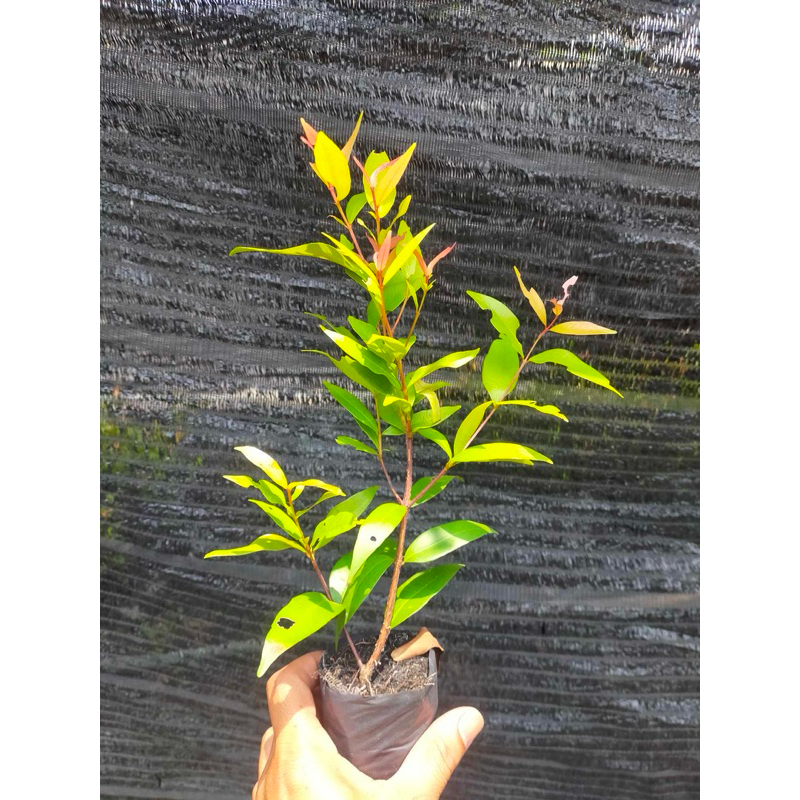 ต้นคริสติน่า คิสติน่า ต้นคิสติน่า (ส่งฟรีทักแชท) ต้นใหญ่ คริสติน่า ถุง 2 นิ้ว ขนาด 20-30 ซมนะคะ