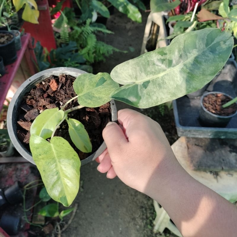 🌱 Philodendron Burle Marx Mint Indo 🌱 ฟิโลเดนดรอนเบอร์เบิ้ลมาร์คมินท์อินโด 🌱 ไม้ด่าง ไม้ฟอกอากาศ 🌱 [