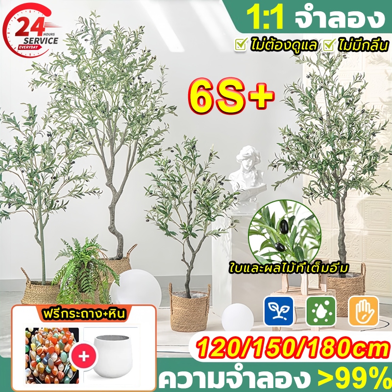 ต้นโอลีฟ แถมฟรีหิน กระถาง ต้นไม้ปลอม ความจำลอง99%ต้นมะกอกปลอม สูง:120cm/150cm/180cm ตั้งหน้าทีวี ตั้งพื้นและหัวเตียง