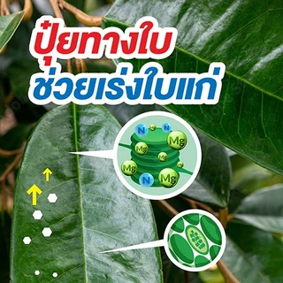 ปุ๋ยสูตร 10-0-0 แมกนีเซียมไนเตรท (เม็ด)ขนาด 1 กก แมกนีเซียม 15% เร่งใบเขียวแตกใบอ่อนเพิ่มคลอโรฟิลล์