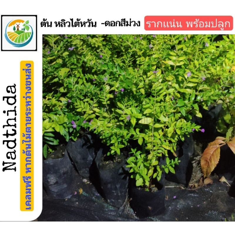 Nadthida ต้นหลิวไต้หวัน บ้านไทรทวี  ต้นไม้ตาย เคลมฟรี ทุกต้น เฉพาะ ระหว่างขนส่ง เท่านั้น หลิวไต้หวัน ต้นหลิว หลิว - รูปที่ 5