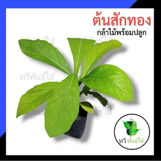 ต้นสักทอง กล้าไม้ป่าไม้เศรษฐกิจ​ สักทอง​ ต้นไม้แข็งแรง พร้อมส่ง เสียหายระหว่างขนส่ง ทางร้านพร้อมรับผิดชอบ